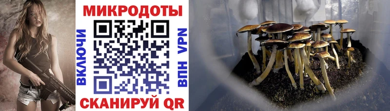 Псилоцибиновые грибы Psilocybine cubensis Ладушкин